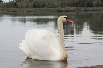 Cigno bianco
