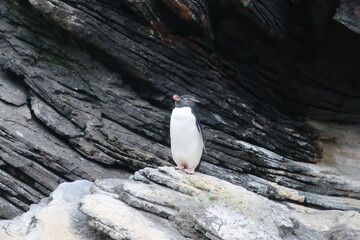 Yellow eye penguin on a rock