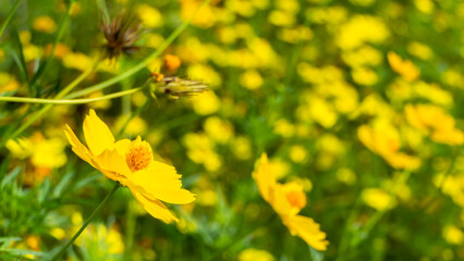 Yellow chrysanthemums in the garden