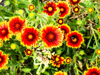 RED AND YELLOW FLOWER HEAD