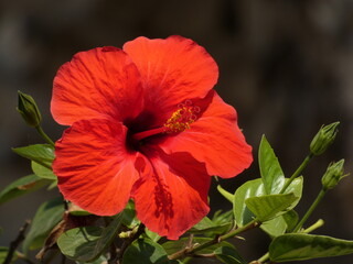 Chinese hibiscus (Hibiscus rosa-sinensis) - red flower of chinese rose with leaves, Spain