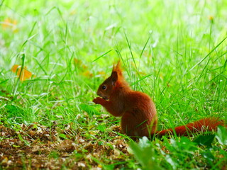 Fototapeta premium Laupheim, Deutschland: Ein Eichhörnchen beim Nüsse essen