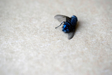 Big dead blue fly on parchment paper. Fly - an insect that is part of the Diptera squad.