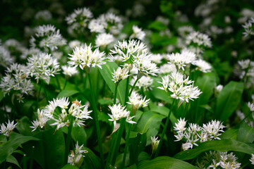 Wild Garlic Flowers
