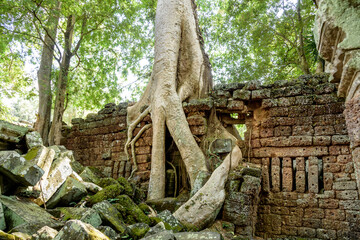 Fototapeta na wymiar Huge Ficus Tree Roots Covering Walls at Ta Prohm Temple at Angkor Wat Siem Reap Cambodia