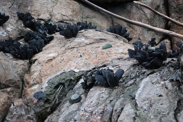 Dark mollusks growing on rocks