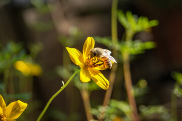 Close-up of a honey bee collecting nectar from a yellow blooming flower. 