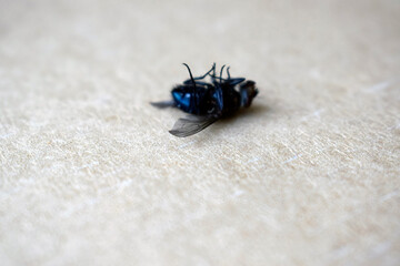 Big dead blue fly on parchment paper. Fly - an insect that is part of the Diptera squad.