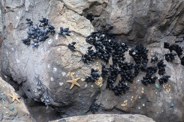 Dark mollusks growing on rocks