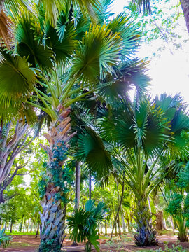 Sir Seewoosagur Ramgoolam Botanical Garden in Pamplemousses, Mauritius island