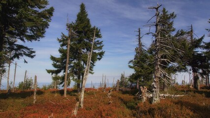 Autumn forest on the ridge of the Giant Mountains, old dead tree