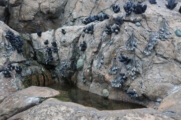 Dark mollusks growing on rocks