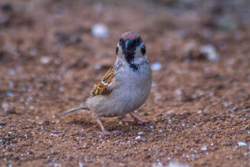 beautiful sparrow jumping in search of food
