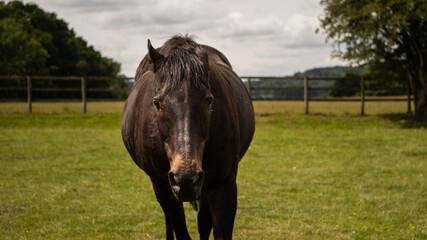 A beautiful healthy strong dark brown horse walking towards the camera with a countryside setting behind him.  Horse looking directly at the camera with his body in view and stud farm in background
