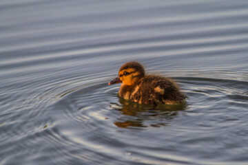 little duckling learns to swim on a warm summer evening