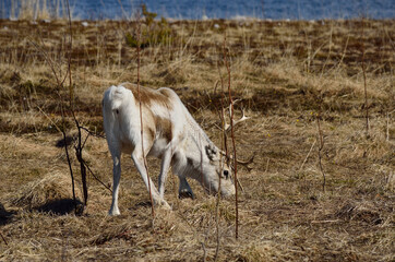 Naklejka na ściany i meble beautiful reindeer grazing on spring pasture in northern Norway