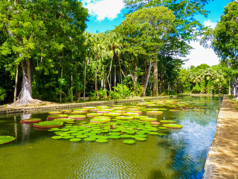 Water lily at Sir Seewoosagur Ramgoolam Botanical Garden in Pamplemousses, Mauritius island