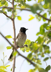 Red vented bulbul perched on acacia tree