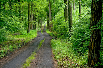 A forest road in Parowy Janinowskie