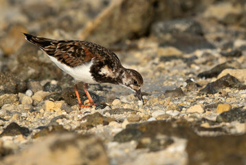 Ruddy Turnstone at Busaiteen coast, Bahrain