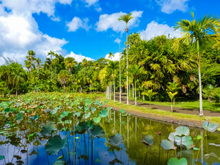 Sir Seewoosagur Ramgoolam Botanical Garden in Pamplemousses, Mauritius island
