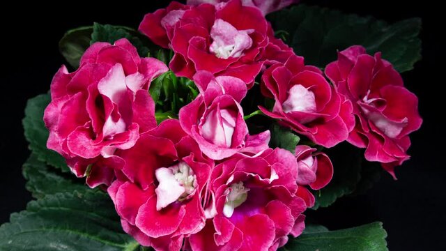 Red Gloxinia Blooming Plant Open Flowers Fast in Time Lapse