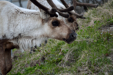 reindeer grazing and feeding on green grass closeup