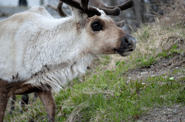 reindeer grazing and feeding on green grass closeup