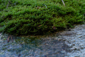 Close up image of green moss on a wet rock.