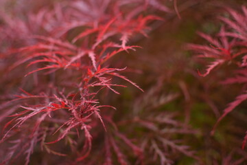 Intensive red, japanese maple with raindrops