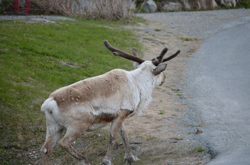 reindeer crossing road
