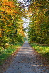 Fototapeta premium Autumn in forest among small rocks