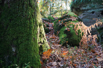 Autumn in forest among small rocks