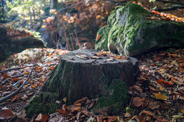 Autumn in forest among small rocks