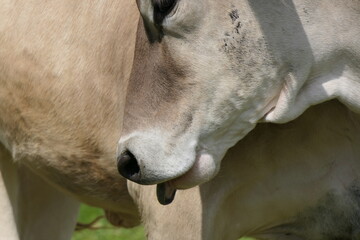 Artistic snapshot: light brown female cow sticking out her tongue