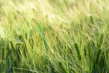 Background and texture of a green cornfield with long spikes in spring