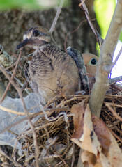 A dove chick closely watched by Mom