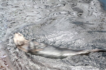 Water ripples as an otter swims around