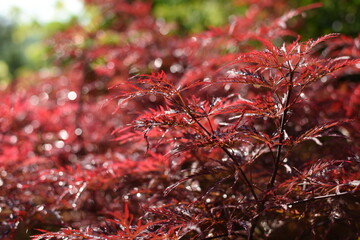 Red, japanese maple 