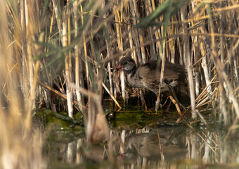 Common Moorhen chick at Asker marsh, Bahrain