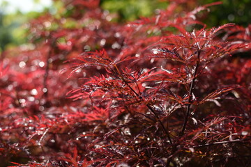 Red, japanese maple 