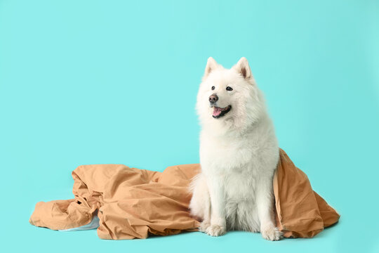 Cute samoyed dog with plaid on color background