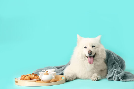 Cute samoyed dog, plaid and tray with breakfast on color background