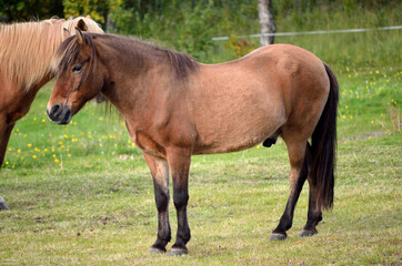 Naklejka na ściany i meble beautiful light brown horses on green lush summer pasture