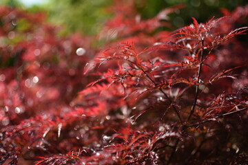 Red, japanese maple 