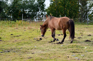 Obraz premium beautiful light brown horses on green lush summer pasture