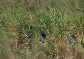 Grey-headed Swamphens in its habitat at Asker Marsh, Bahrain