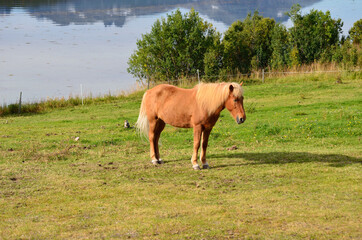 Fototapeta premium beautiful light brown horses on green lush summer pasture