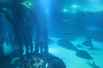 Underwater Aquarium
