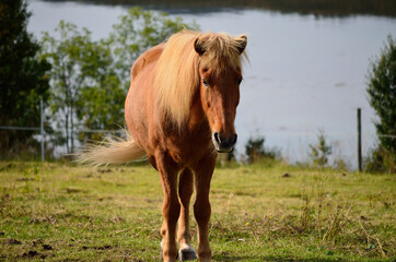beautiful light brown horses on green lush summer pasture